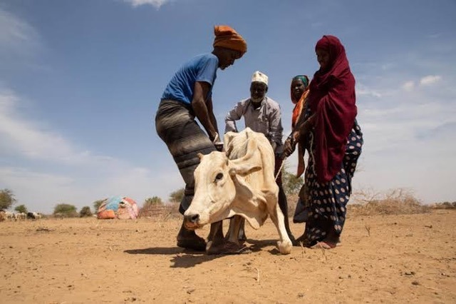 Kenya Drought 3