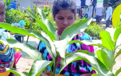 Growing Healthy Plants for Life