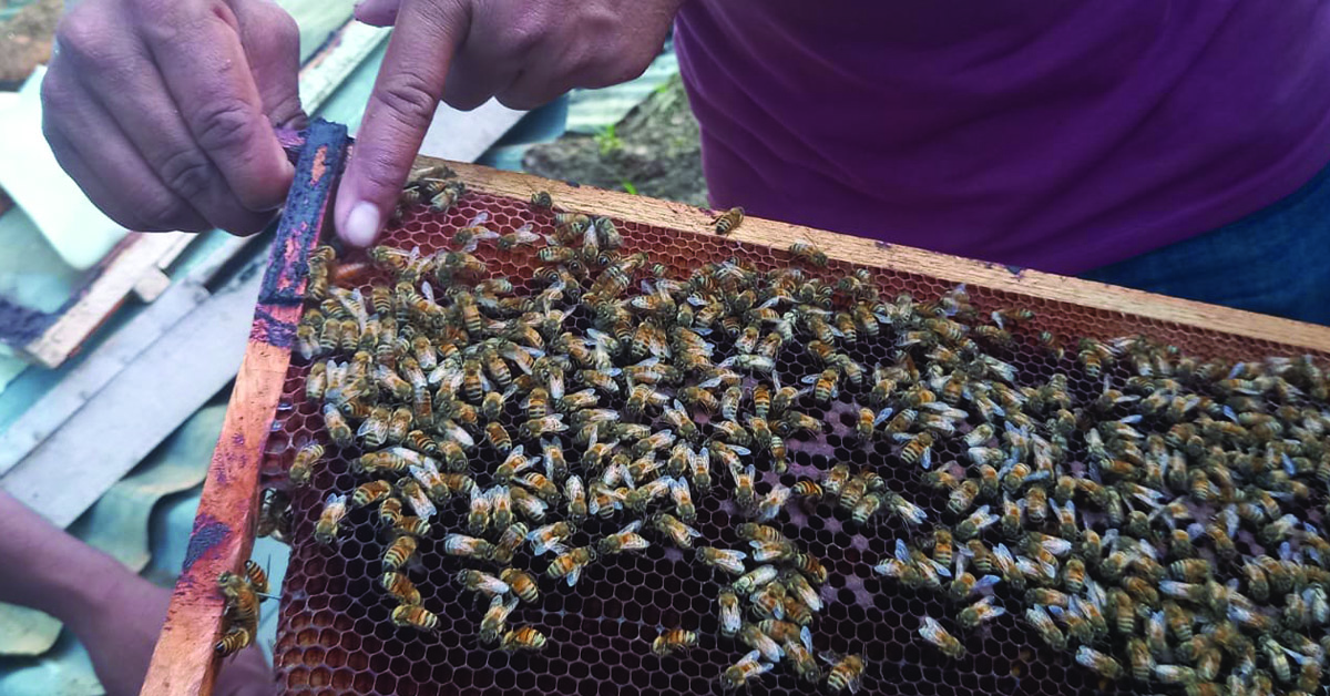 A beehive tray being held by a villager.