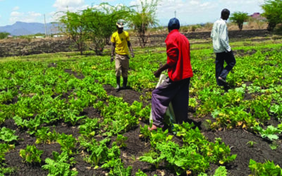 Small-Scale Crop Farming Can Be Life Changing
