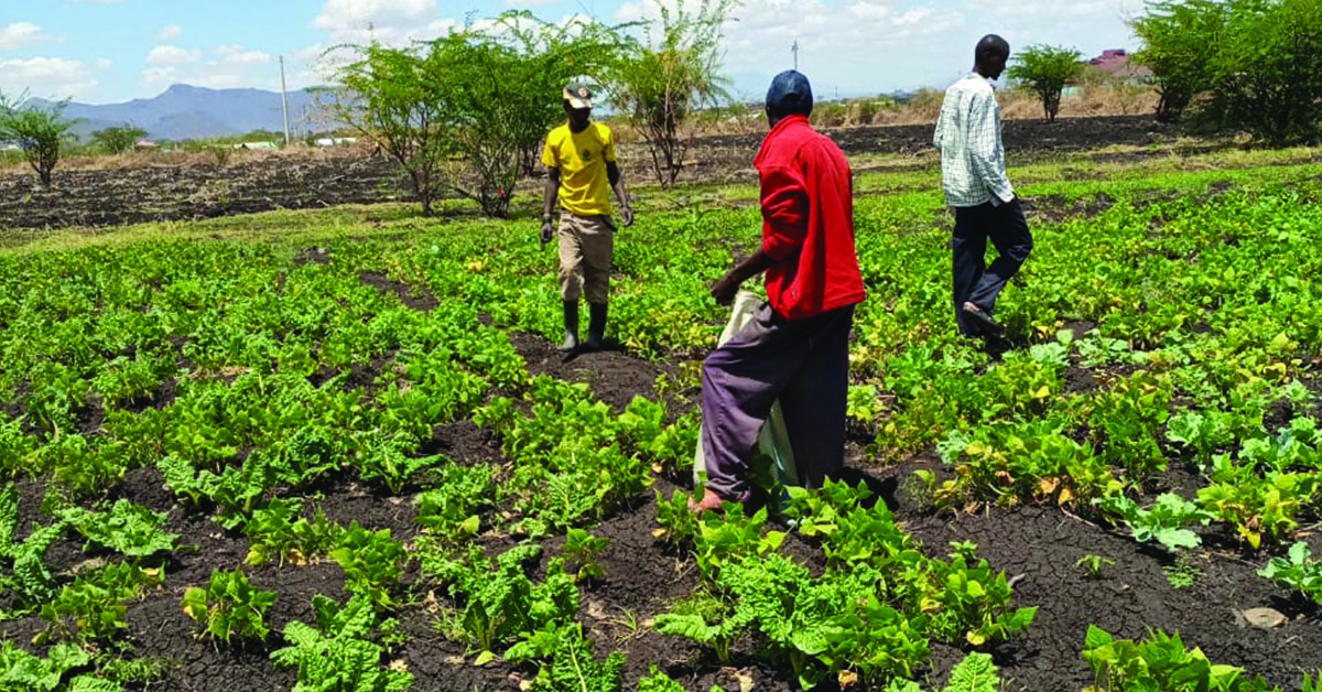 Kenyan villagers checking the vegetable fields.