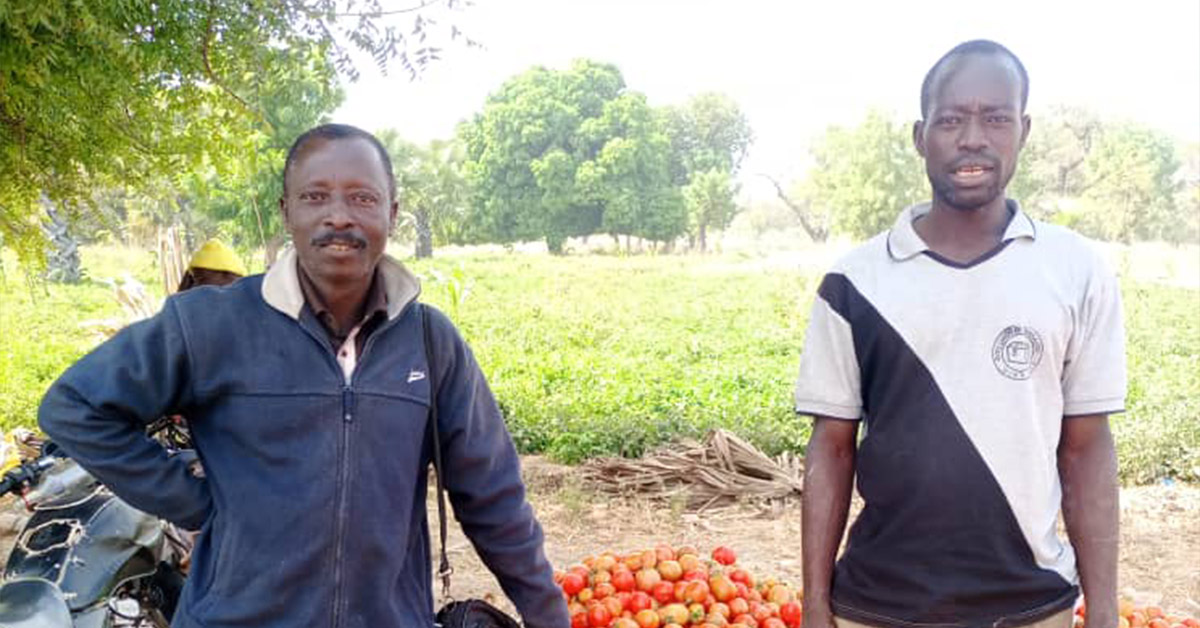Farmers standing next to their harvested tomatoes.