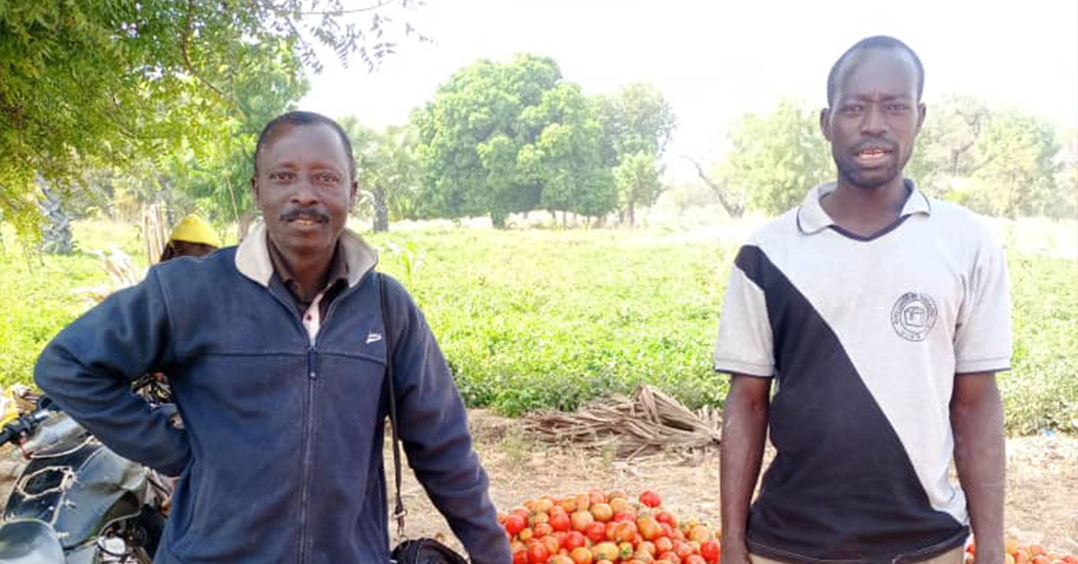 TG-001 Naki Ouest Village Cluster Togo 2023 1 Q1 – PHOTO 1 of 3 – Sayi Kokou on the left and Lanboni Bientien with his recently harvested tomatoes_ Farmers standing next to their harvested tomatoes.