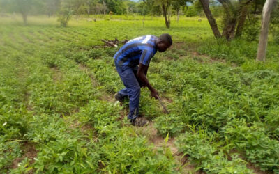 Turning Peanut Farms into Smart Business