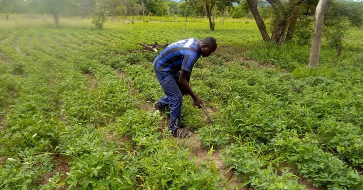 A Benin villager out in the field and pulling weeds.