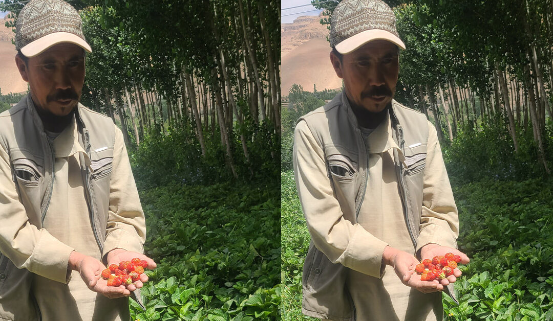 Poplars, Strawberries, and Veggies Help Afghans