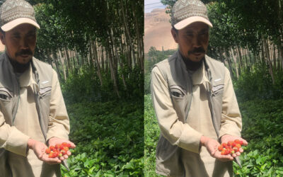 Poplars, Strawberries, and Veggies Help Afghans