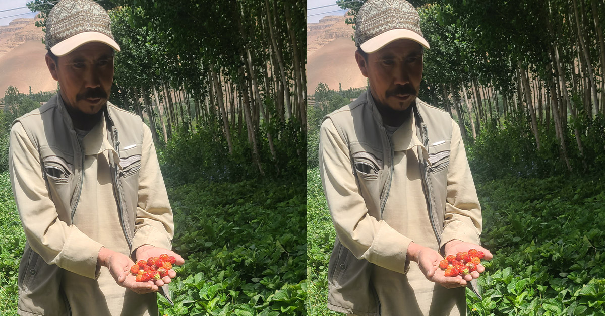 Afghan man showing off some strawberries grown from the garden.