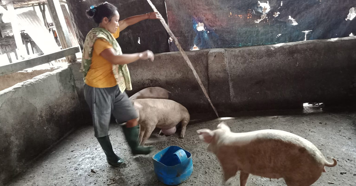 A woman feeding pigs in a pen.