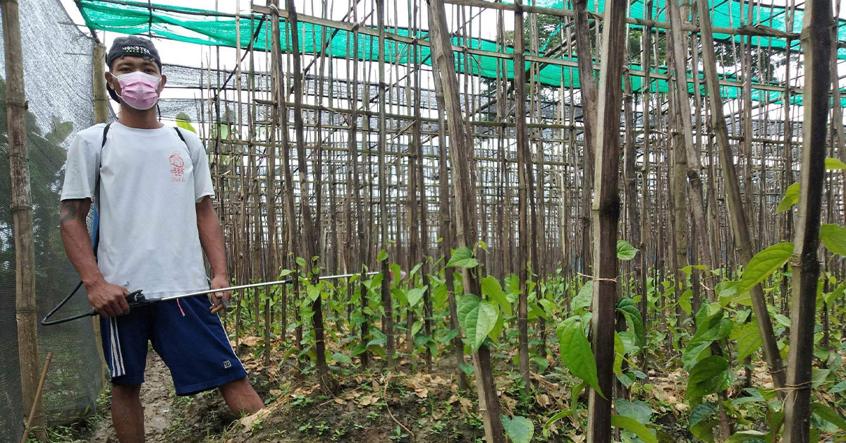 A villager and his betal plant plantation.