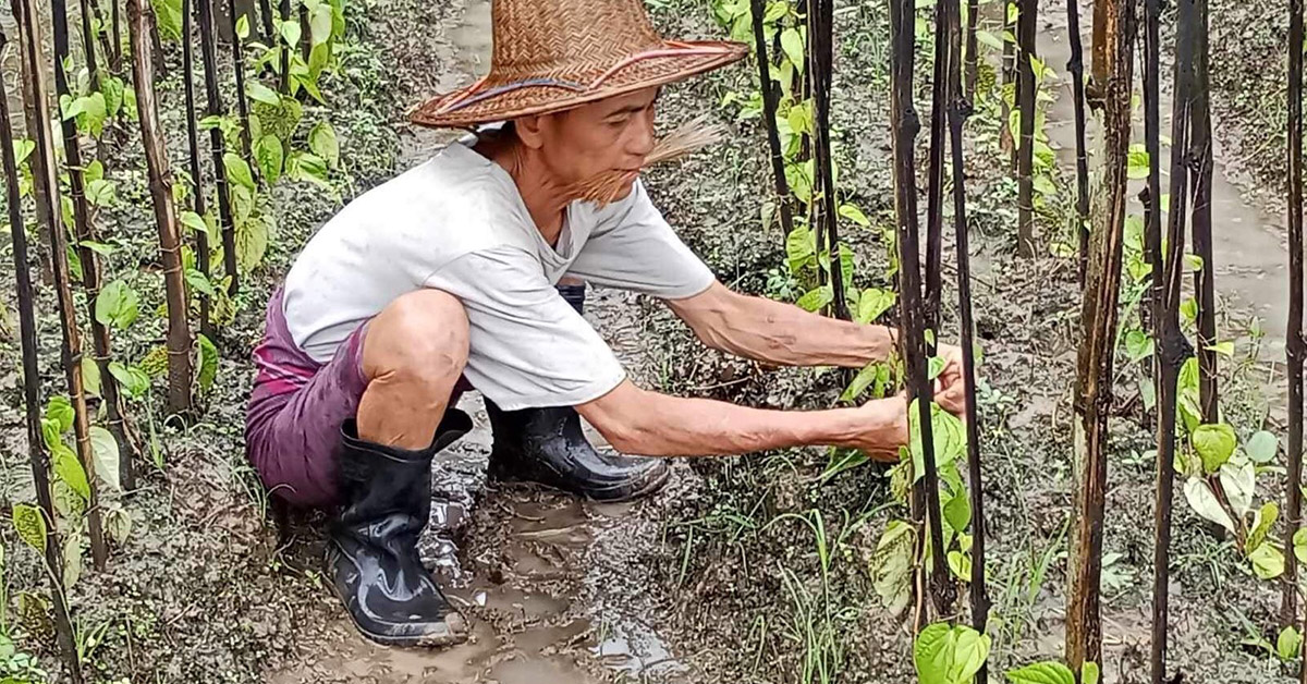 A Myanmar gardener working on his plants.
