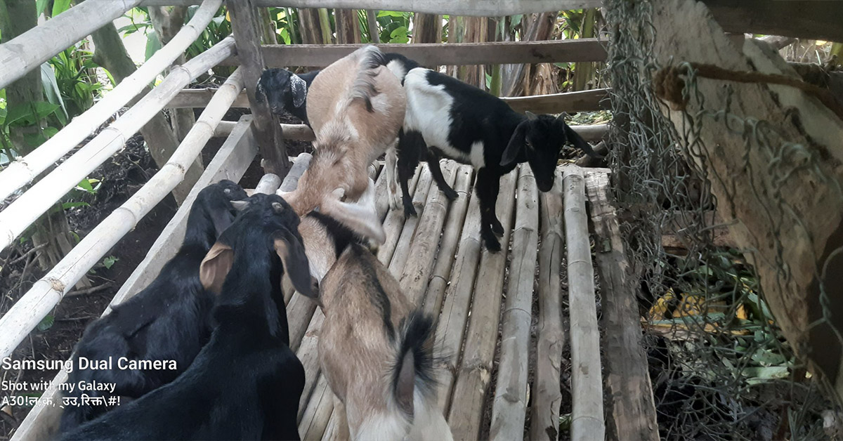 A group of goats in their pen.