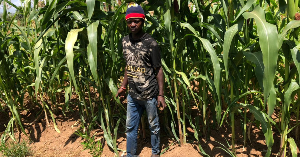 Kenyan villager, Moses, showing his tall, maize garden.