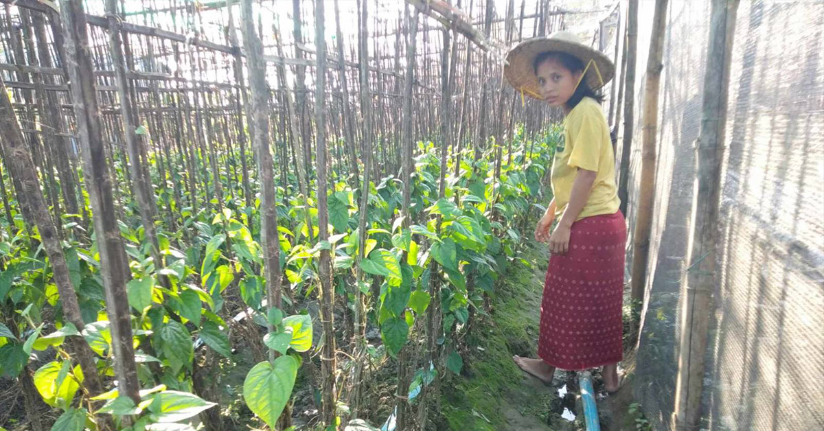 A villager standing by her betel nut garden.