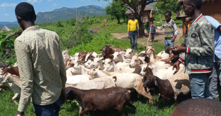 Goat Keeping Fits a Nomadic Lifestyle