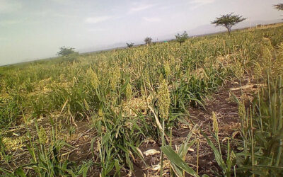 A Source of Water to Save a Village