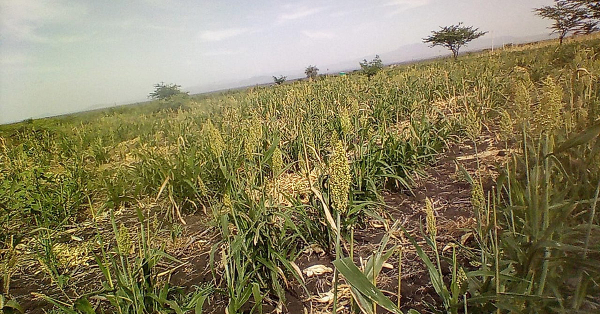 A vast image of a villager's sorghum plantation during the day.