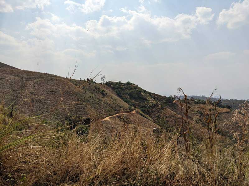 A Benin villager out in the field and pulling weeds.