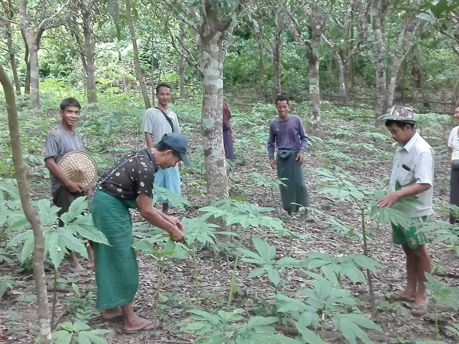 The Agriculture Committee at Myanmar working with their plantations.