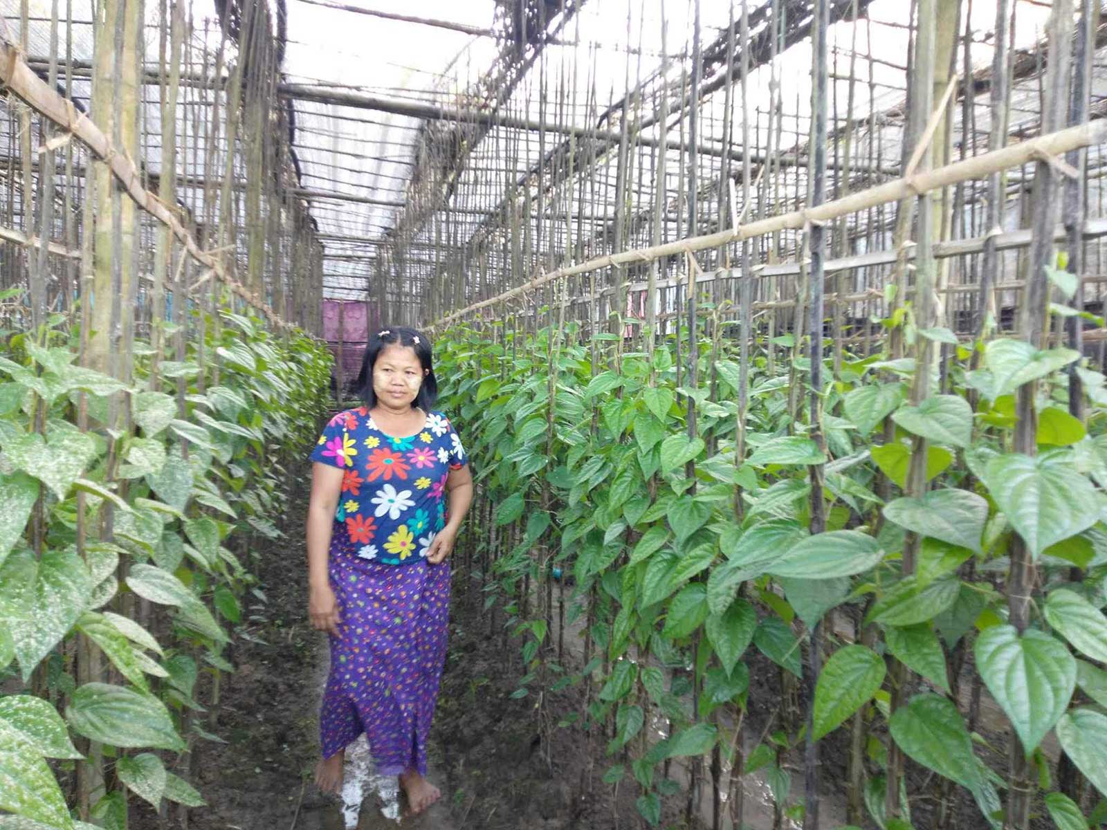An archived picture of a Myanmar villager and her betel nut plantation.