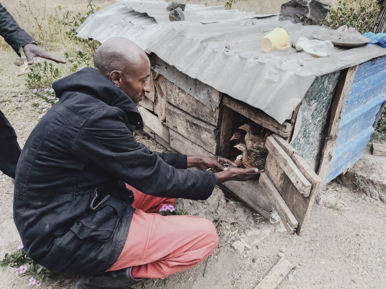 Kiwanjani villager, Wario, tending to his small poultry farm.