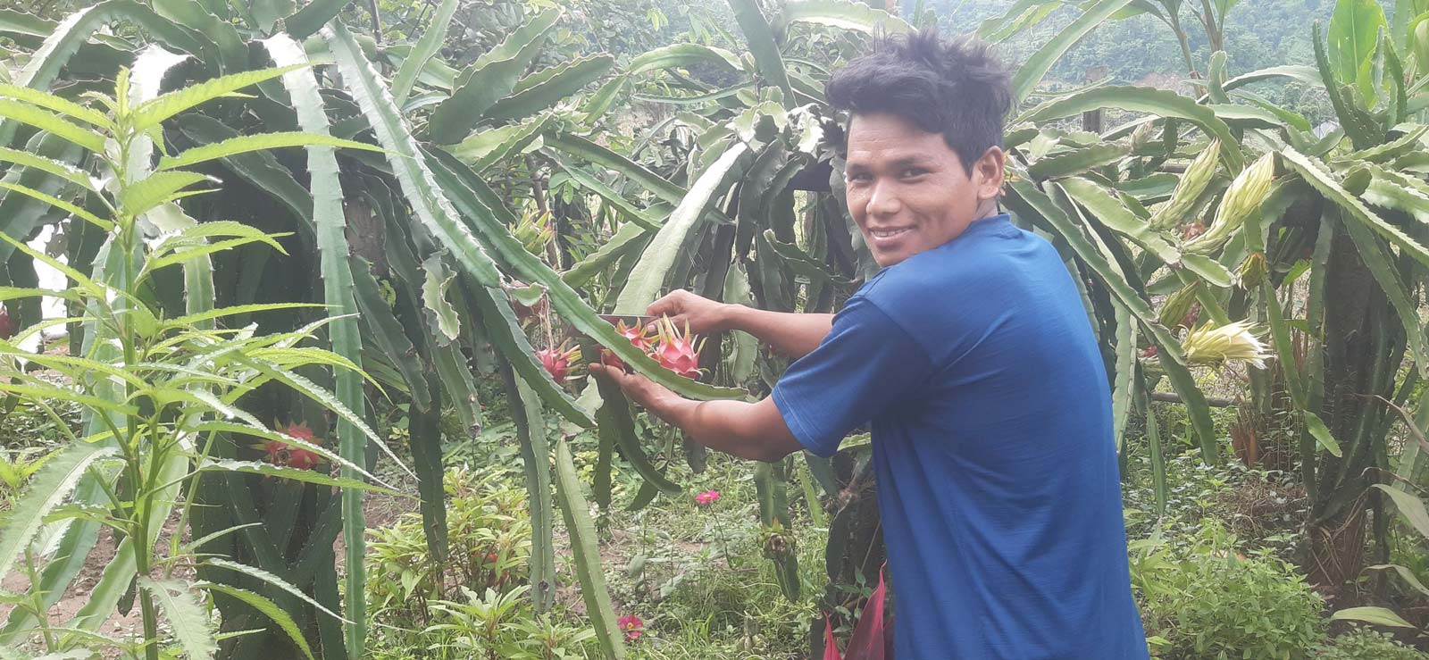 Kaushal's abundant farm of dragon fruit.