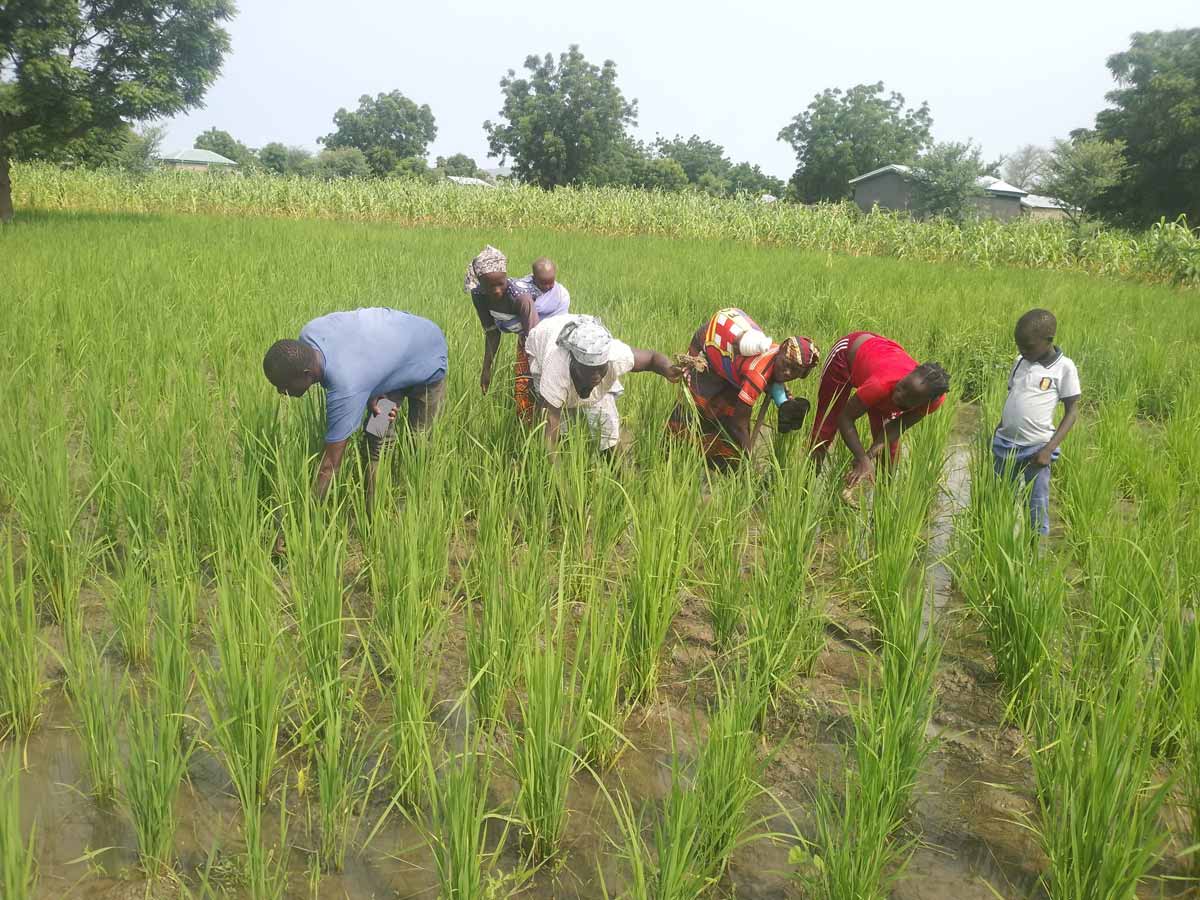 Five Ngassa villagers working on their rice field.