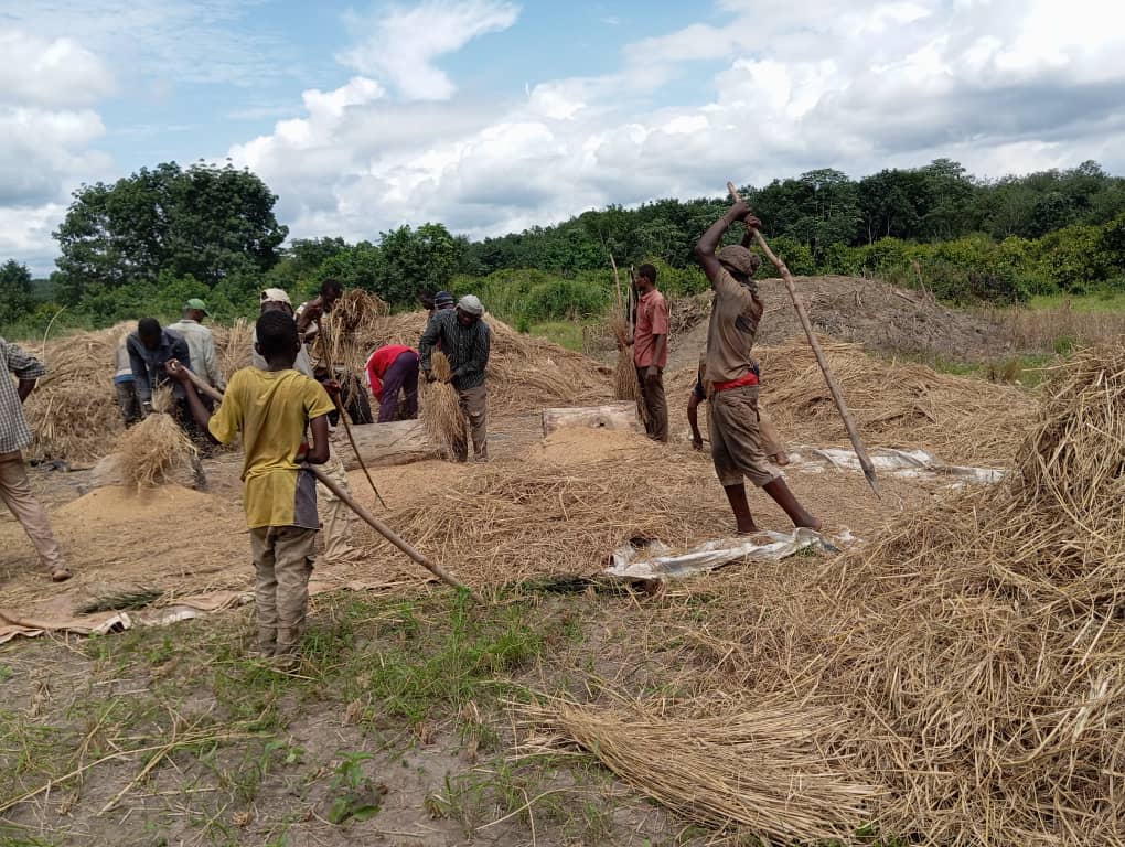 A group of Effaoho villagers working on their rice field.