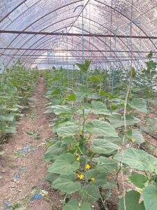 A Lovely Bunch of Cucumbers!