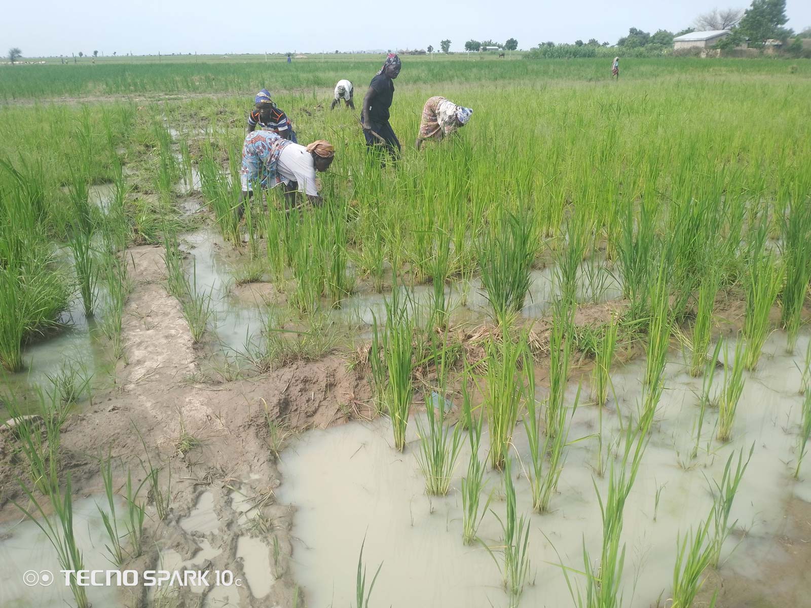 Several Ngassa villagers working on the rice field.