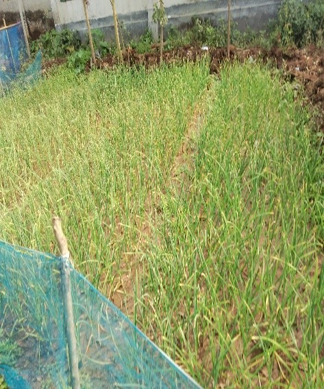 A small, trimmed, well-kept garlic garden.