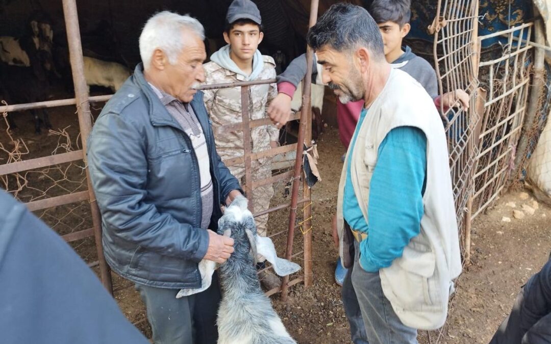 A Gift of Goats