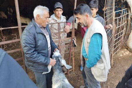 A Gift of Goats