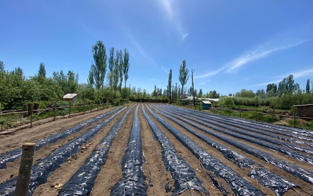 Fruitful Fields