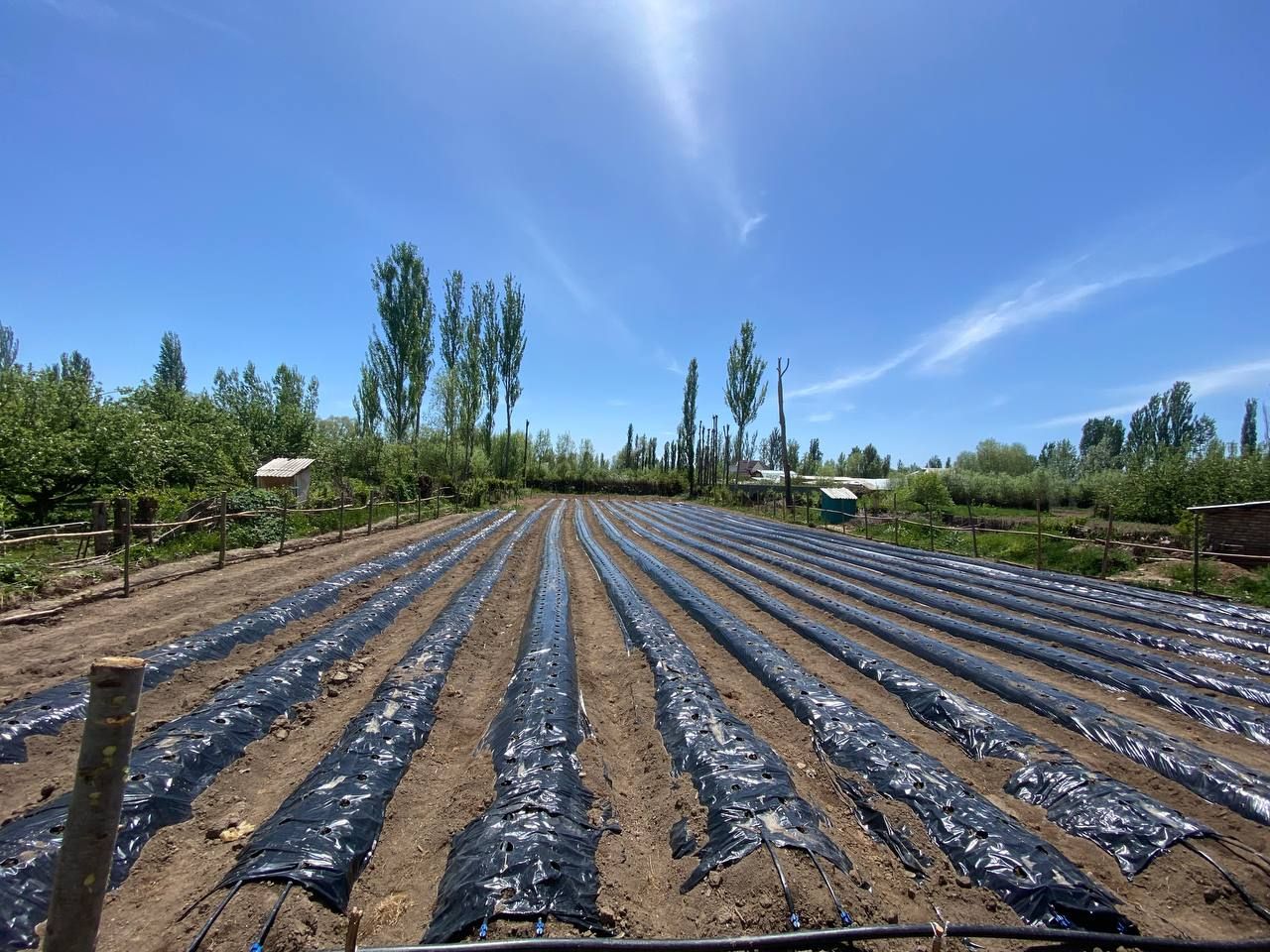 A large strawberry field at Kyrgyzstan.