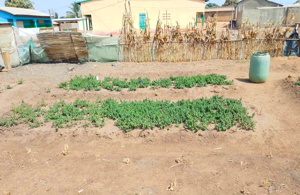 Plotting Out the Planting