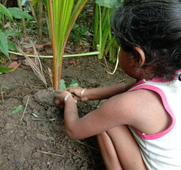 Tea Garden Cluster, India