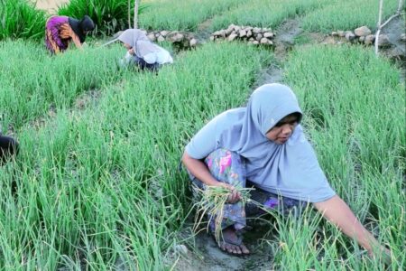 Solving Soil Problem with Different Crops