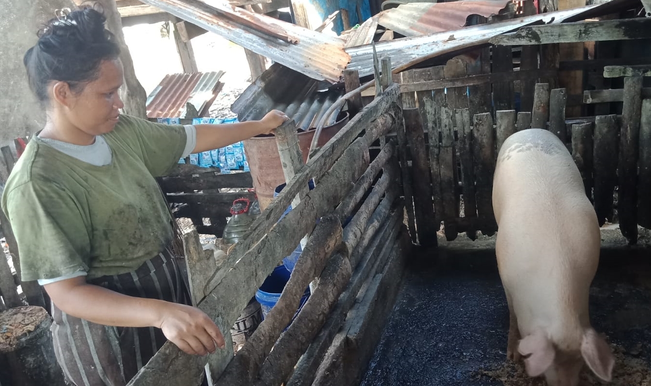 A Mawa villager checking up on her new pig.