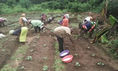 Fruitful Fields