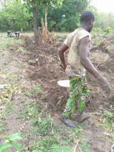 Cassava is Key!