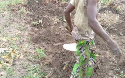 Cassava is Key!