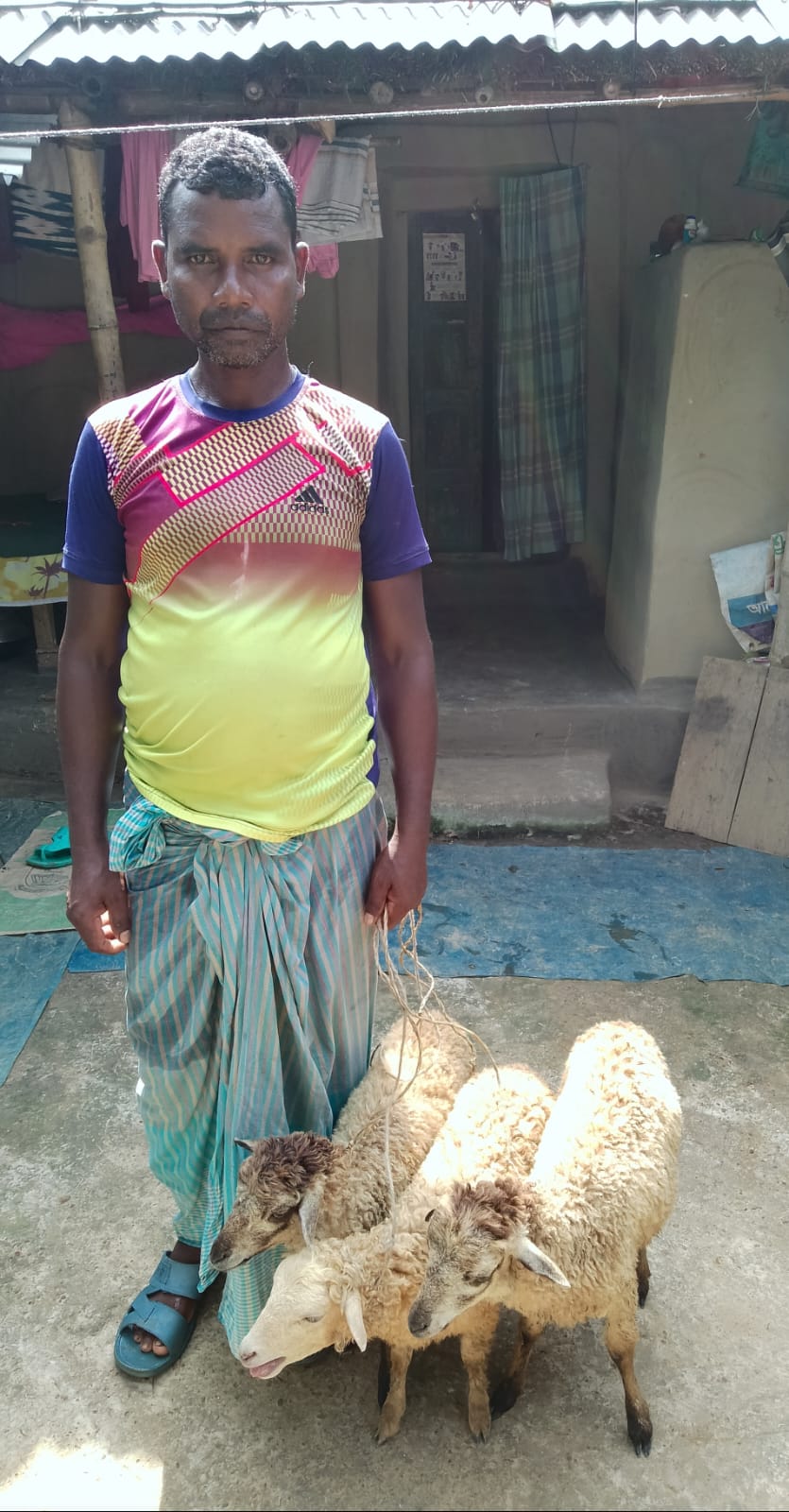 A Dapur villager standing with his three sheeps, each on a leash.