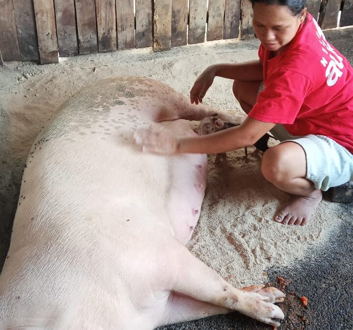 Despite Setbacks, Villagers Try Again