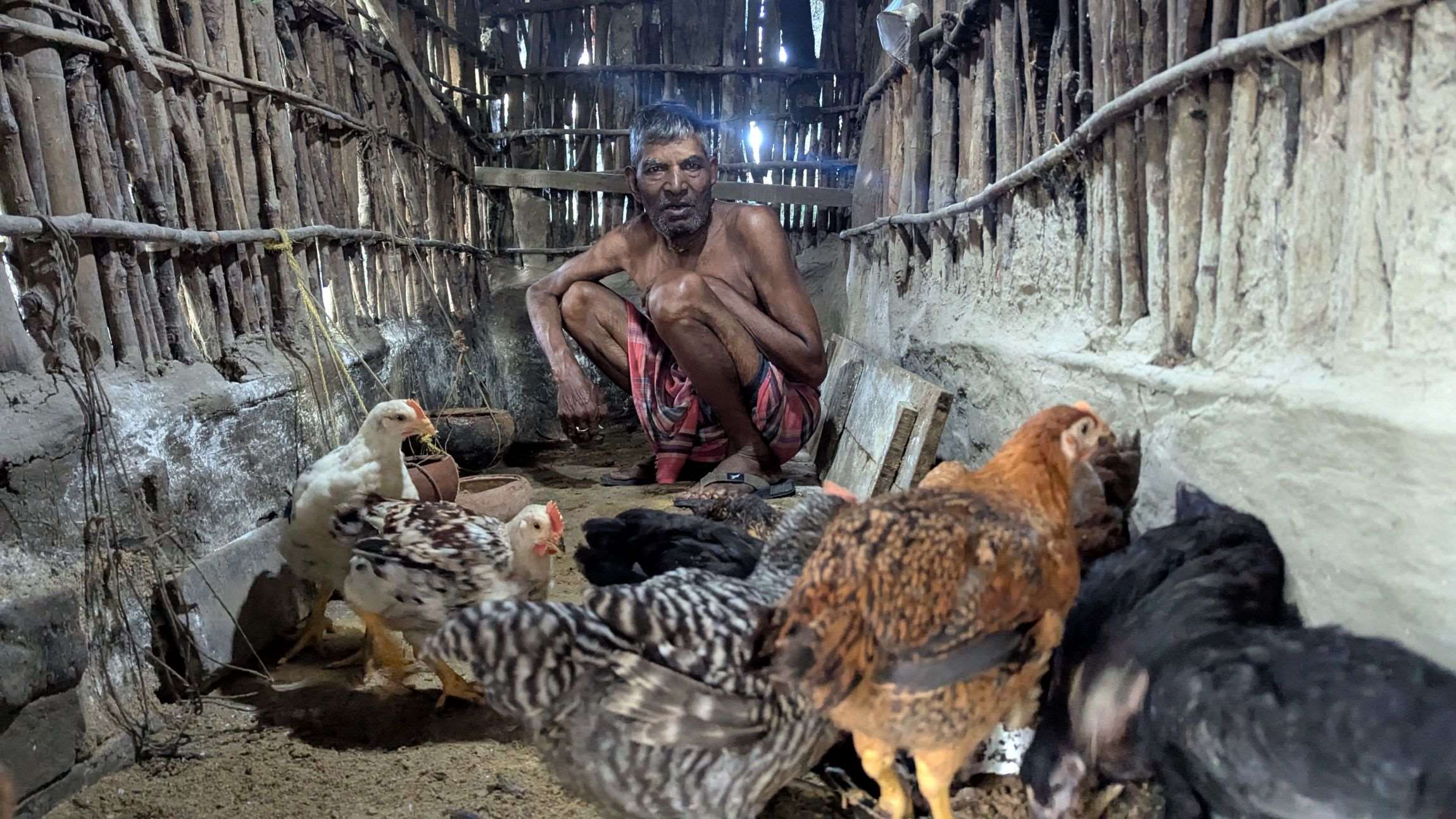 A Binodpur villager feeding his poultry.