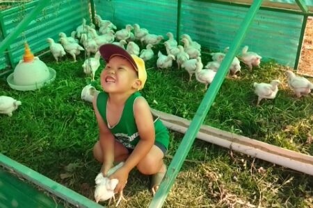 So. Many. Chickens!