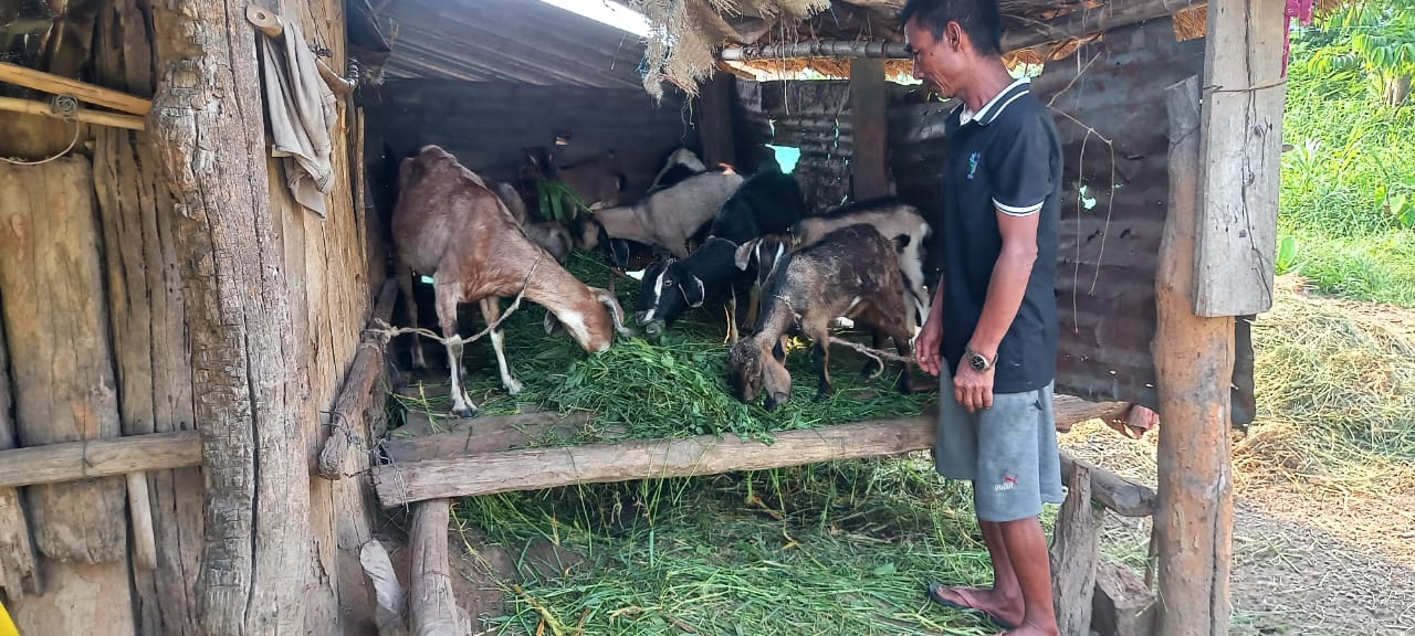 A Ramantar villager watching his goats eat.