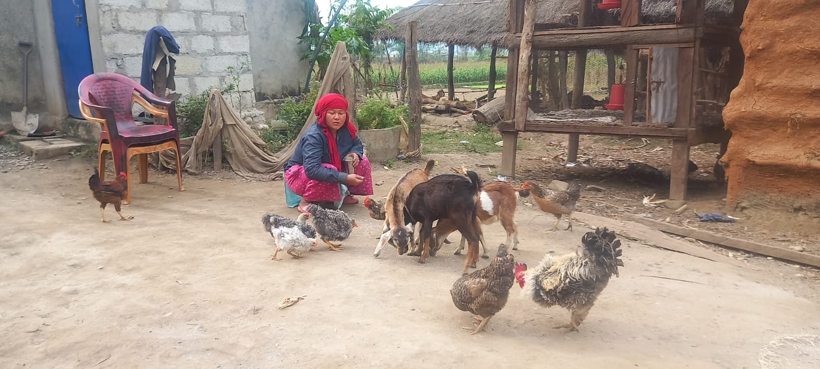 A Chainpur villager feeding her chickens.