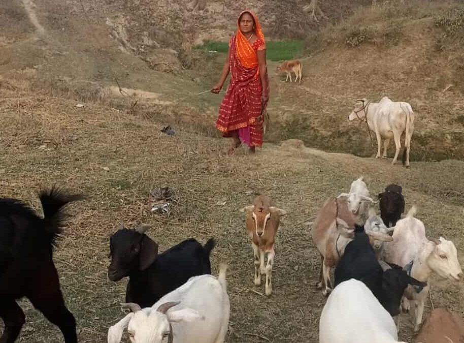 Raising Goats Transforms Lives