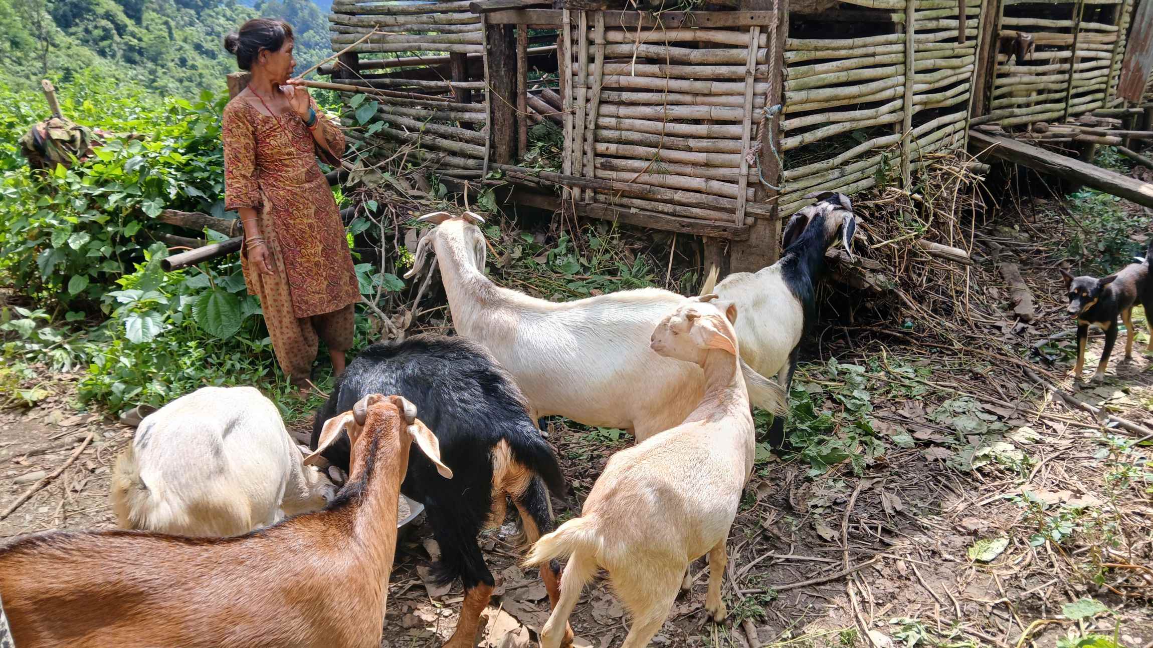 A Chainpur villager with her goats.